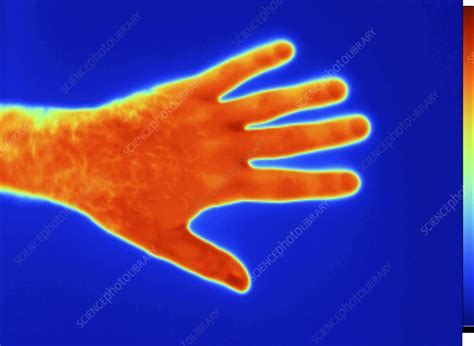 Thermogram Of A Man S Hand Stock Image C Science Photo