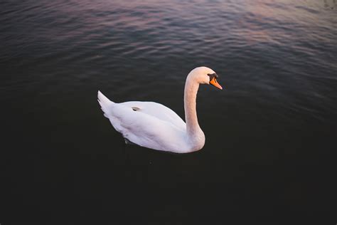 Free Images Swan Water Bird White Ducks Geese And Swans Beak