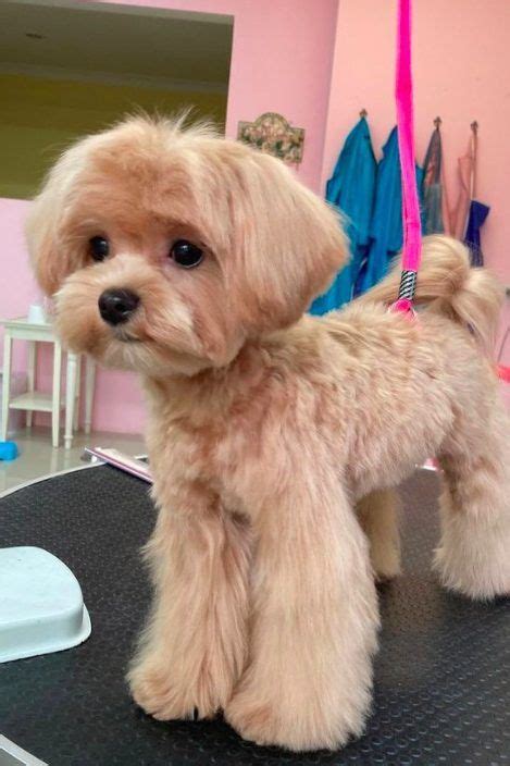 Toy Apricot Maltipoo Size Guide