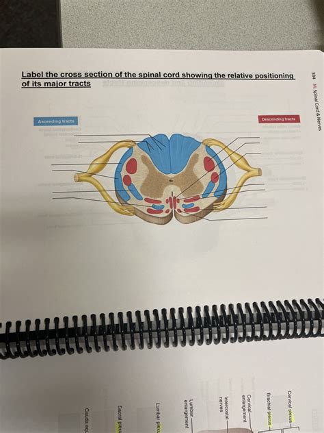 Cross Section Of Spinal Cord Showing Relative Positioning Of Major