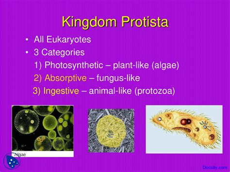 Eukaryotes Biology Of Organisms Lecture Slides Docsity