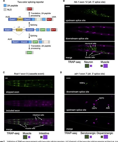 Figure From Global Regulatory Features Of Alternative Splicing Across