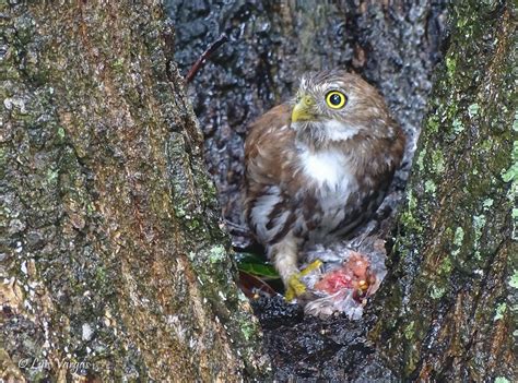 Glaucidium Brasilianum Ferruginous Pygmy Owl Majafierro Flickr