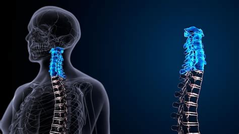 Premium Photo | Human skeleton spine anatomy 3d illustration