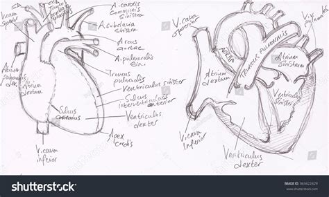 Heart Anatomical Drawing at GetDrawings | Free download