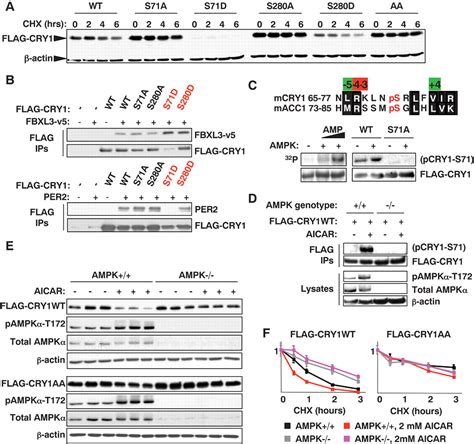 Ampk Regulates The Circadian Clock By Cryptochrome Phosphorylation And