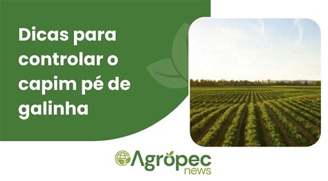 Dicas Para Controlar O Capim P De Galinha Agropecnews