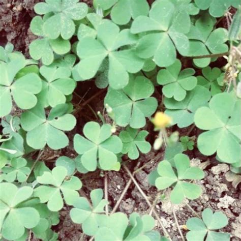 Jual Daun Semanggi Gunung Atau Daun Sengi Segar Kemasan Grm