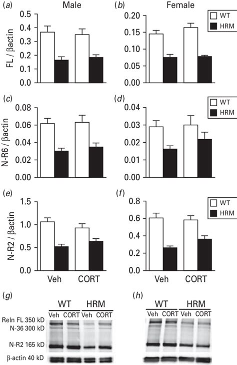 Protein Expression Of Reelin In Ventral Hippocampus Vh Of Male And