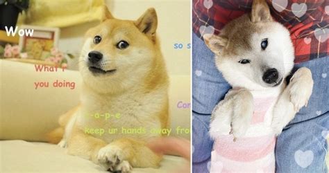 The Amazing Dog Rescue Story Behind the Doge Meme - Wow!