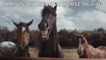 Horse Laughter GIF - Horse Laughter - Discover & Share GIFs