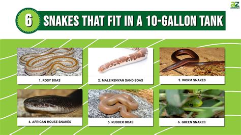 6 Snakes That (Comfortably) Fit In A 10-Gallon Tank - A-Z Animals