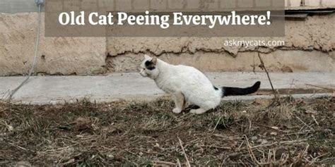 Old Cat Peeing Everywhere How To Stop Them