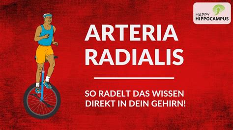 Anatomie Lernen Arteria Radialis Ihre Abg Nge Blitzschnell Merken