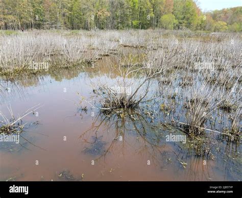 Murky Or Muddy Water In Lake Or Pond With Algae And Plants In Wetland