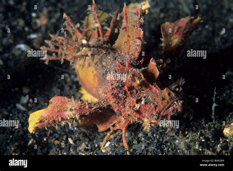 Devil Scorpionfish Inimicus Didactylus Lembeh Strait Sulawesi