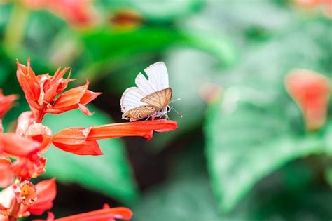 Premium Photo | Butterfly on a red flower