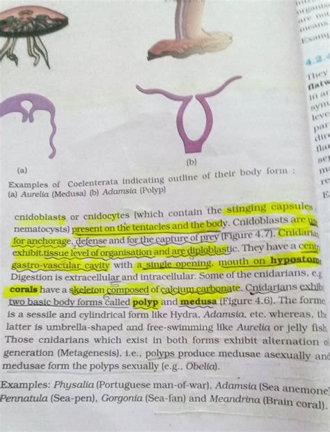 (a) (b) Examples of Coelenterata indicating outline of their body form