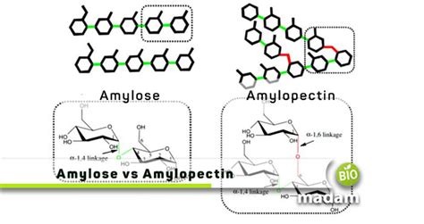 Difference Between Amylose and Amylopectin - biomadam