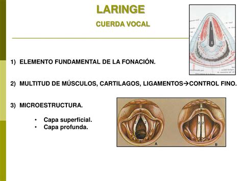 Ppt FisiologÍa De La FonaciÓn Powerpoint Presentation Free Download Id554095