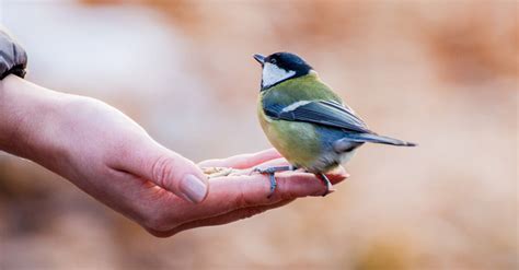 Actions Pour Sauver Les Oiseaux Les Lignes Bougent