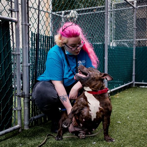 Abandoned Animal Rescue