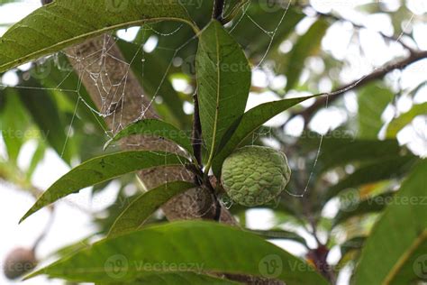 sugar apple on tree in firm 4831060 Stock Photo at Vecteezy