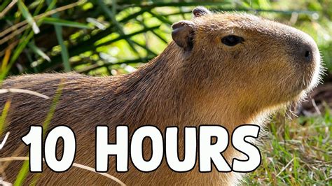 Capybara Song 10 HOURS - YouTube