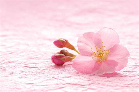 Japanese Cherry Blossom Bbw Type Fragrance Oil