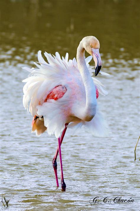 Flamenco Común Phoenicopterus roseus Guillermo Caballero Chacón