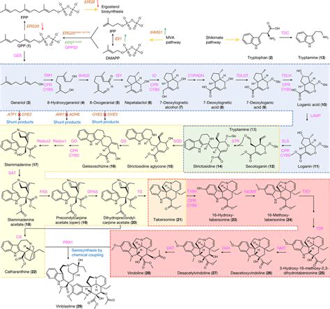 Complete Biosynthetic Pathway For The Production Of Vinblastine In