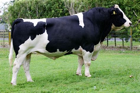 Holstein - ALPHA GENETICS