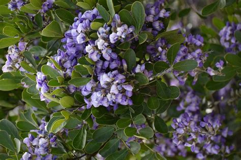 Texas Mountain Laurel Has Never Bloomed – How To Get Flowers On A Texas ...