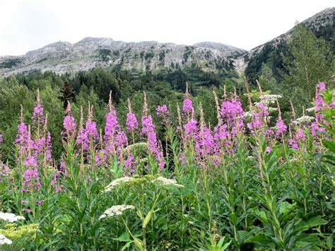 Teton Wildflowers The Mountain Pulse Jackson Hole Wyoming