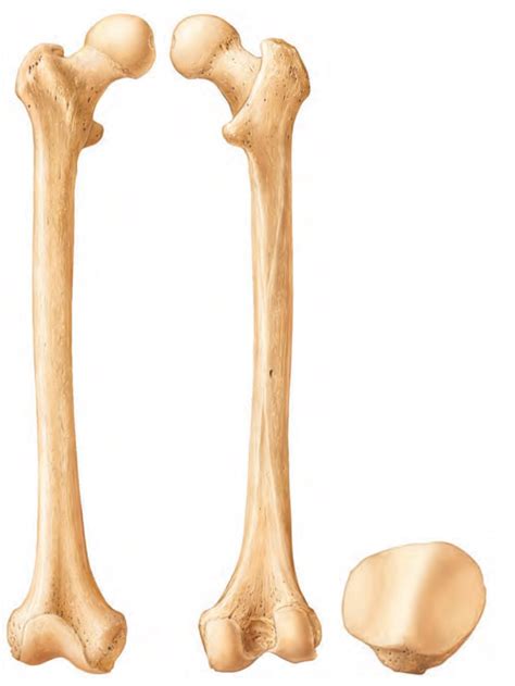 Femur And Patella Diagram Quizlet