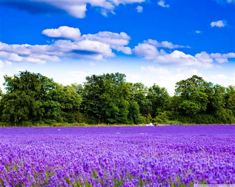 🔥 [40+] Lavender Fields Wallpapers | WallpaperSafari