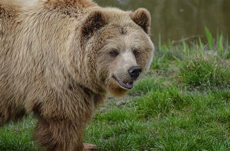 1000 Free Brown Bear And Bear Images Pixabay