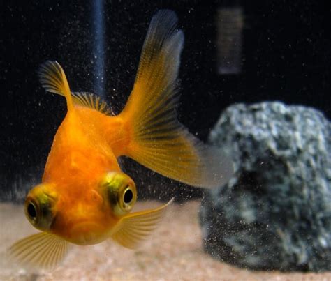 3 Telescope Goldfish Types Your Aquarium Place