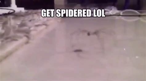 Get Stick Bugged Lol And Get Spidered Lol YouTube