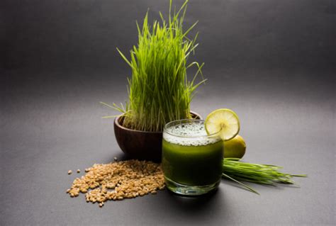 Wheatgrass vs Barley Grass Supergreens: What's The Difference?