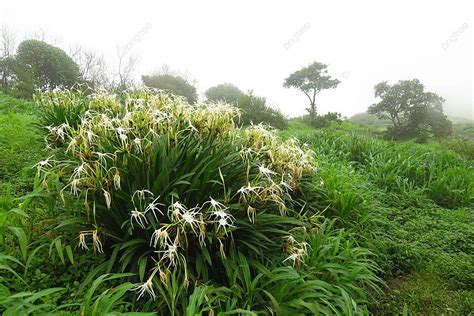 Monsoon Vegetation Tropics Weather Monsoon Photo Background And Picture ...