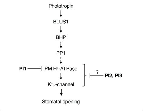 | Proposed model of the inhibitory effects of PI1, PI2, and PI3 on the ...