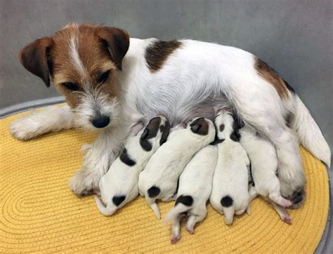 Cu Ntos Cachorros Puede Tener Un Jack Russell Terrier Blog De Adopta