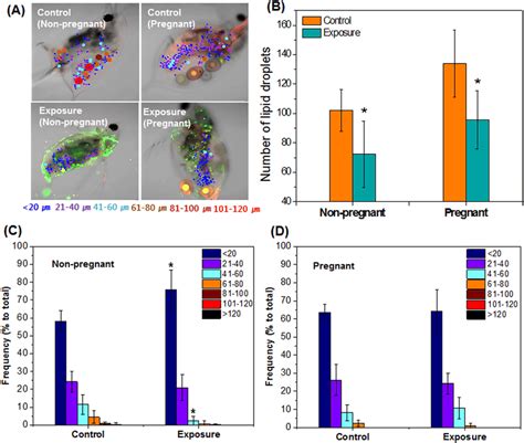 Size Distribution Of Lipid Droplets In Non Pregnant And Pregnant Adults