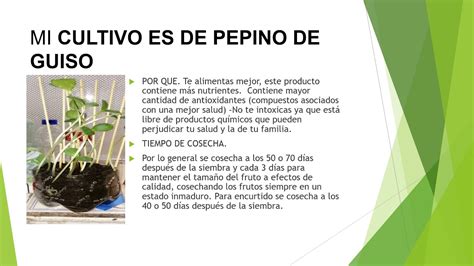 Cultivo De Pepino Youtube