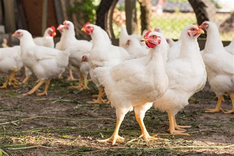 State Finds First Presumptive Positive H5 Avian Influenza Case On Kent