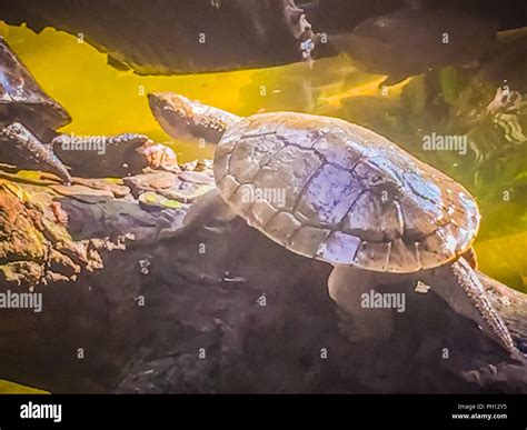 Chinese Pond Turtle Chinemys Reevesii Hi Res Stock Photography And