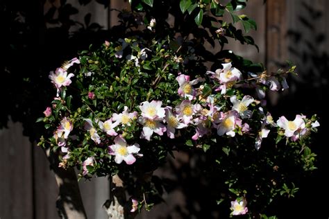 A miniature Camellia sasanqua ‘Jewel Box’ grafted on ‘Kanjiro’ tree ...