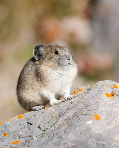 660 American Pika Ochotona Princeps Fotografías De Stock Fotos E