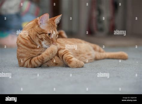 Orange Tabby Cat Cleaning His Paw Stock Photo Alamy